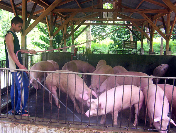 A piggery attendant cleans a pig pen in Davao del Sur with a pressurized water hose to drive dirt off to the sides
