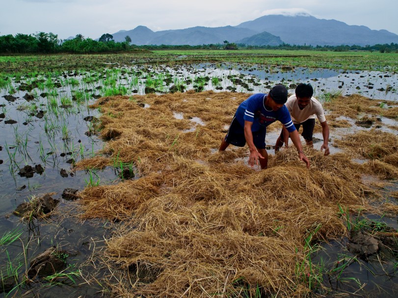 Rice farmers at work in the Philippines